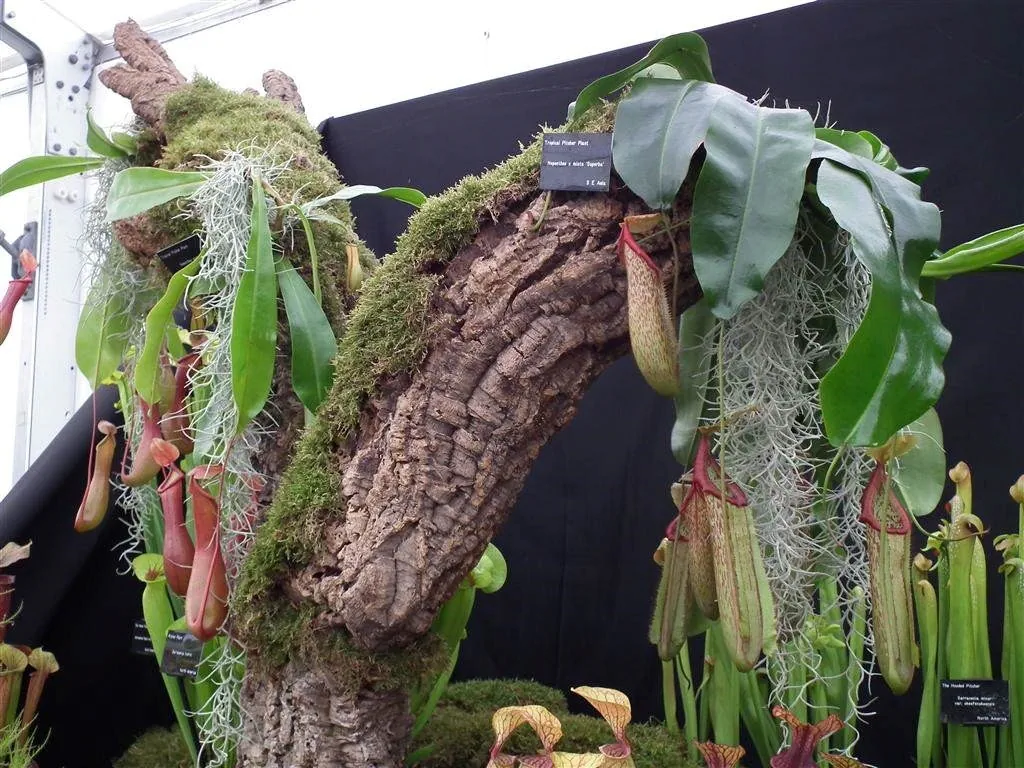 Floral marquee in the long water area 54